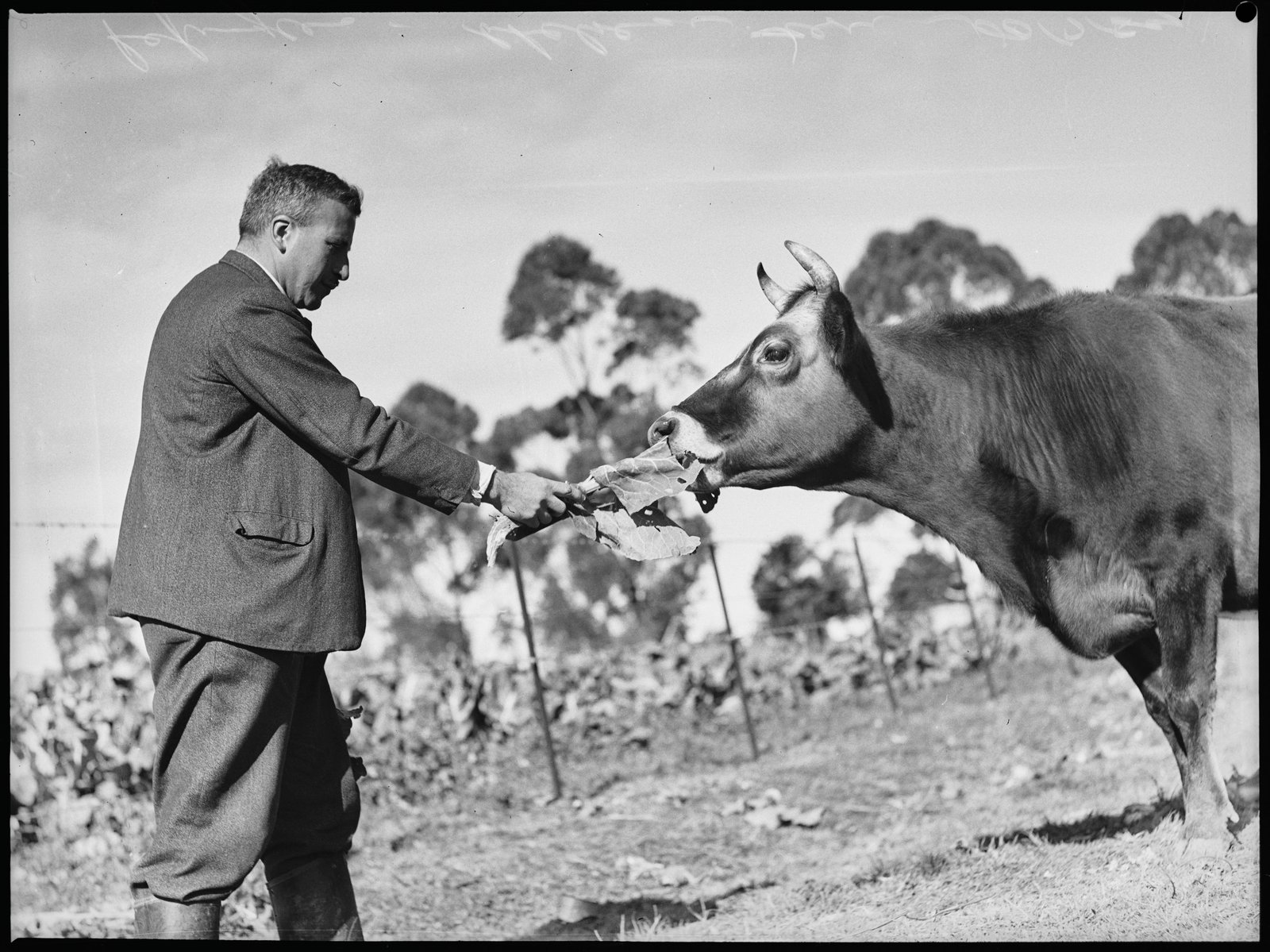 AJWS trainees at Chelsea Farm, 20th July 1939