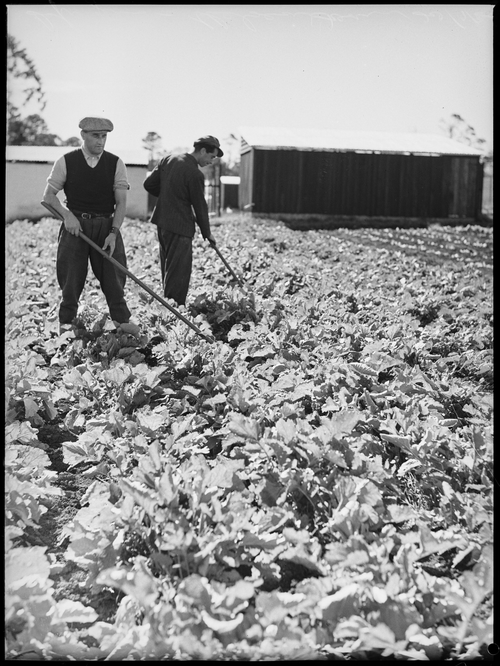 AJWS trainees at Chelsea Farm, 20th July 1939