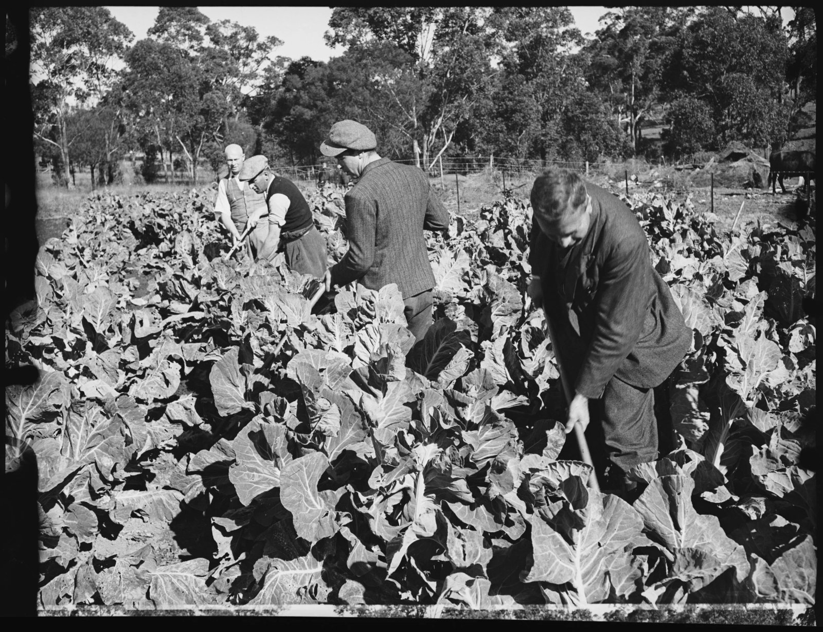AJWS trainees at Chelsea Farm, 20th July 1939