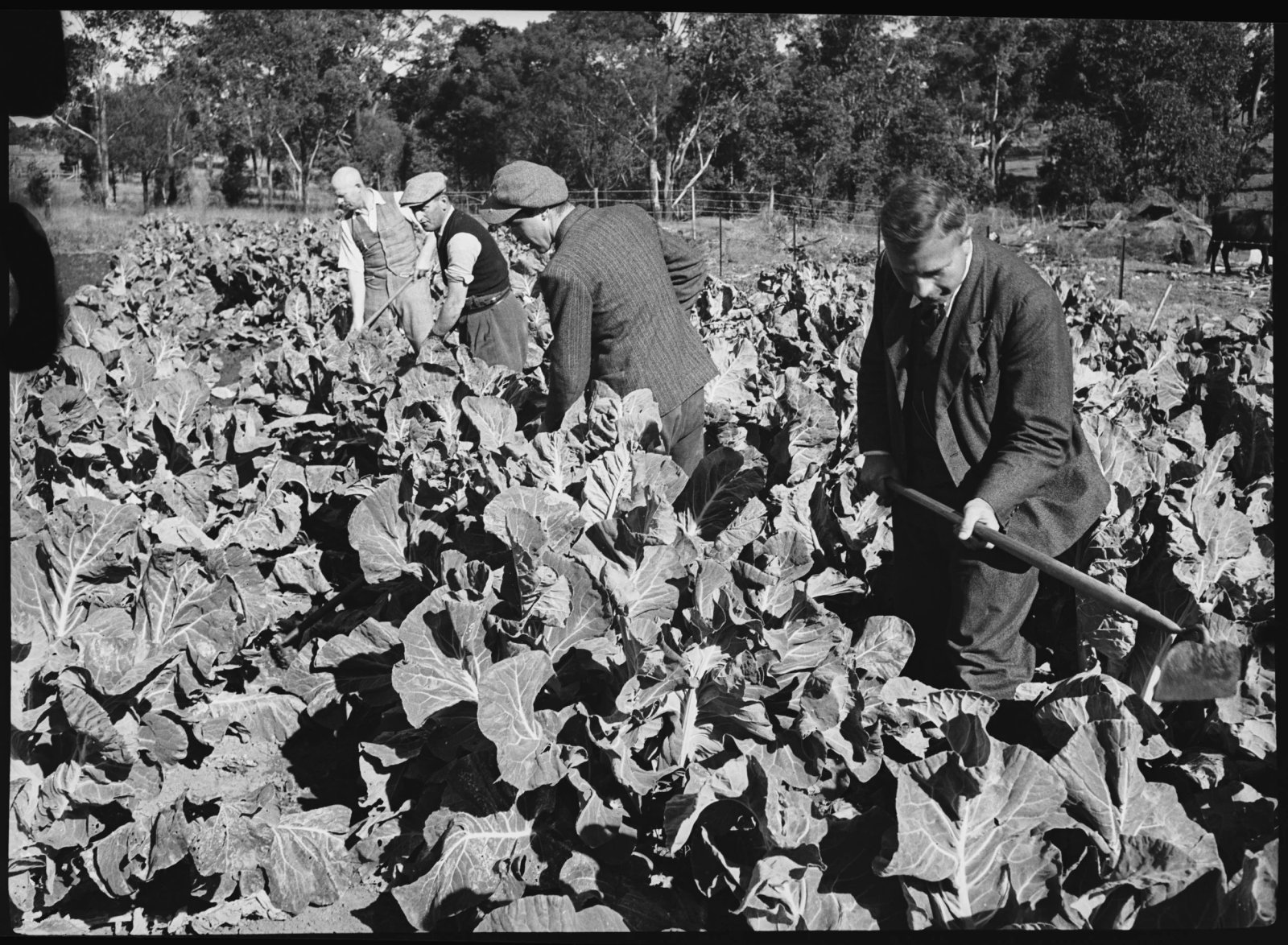 AJWS trainees at Chelsea Farm, 20th July 1939